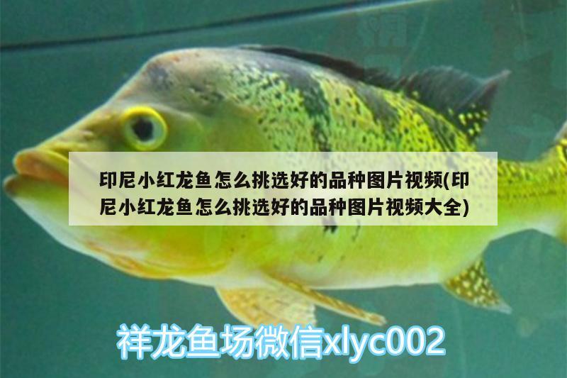 印尼小紅龍魚怎么挑選好的品種圖片視頻(印尼小紅龍魚怎么挑選好的品種圖片視頻大全)