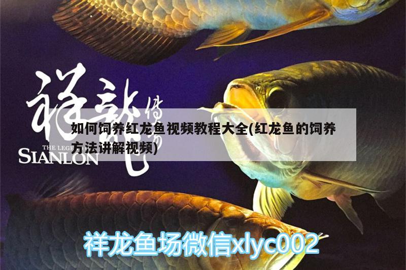 如何飼養(yǎng)紅龍魚視頻教程大全(紅龍魚的飼養(yǎng)方法講解視頻) 福滿鉆魚