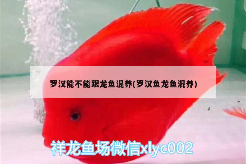 羅漢能不能跟龍魚混養(yǎng)(羅漢魚龍魚混養(yǎng)) 羅漢魚