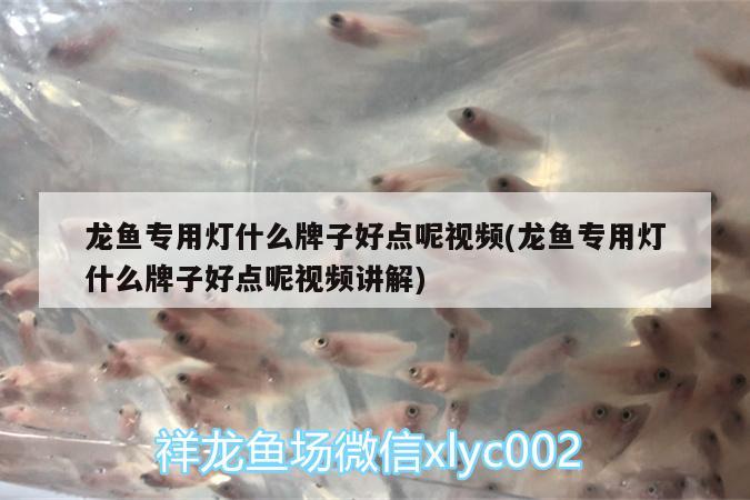 龍魚專用燈什么牌子好點呢視頻(龍魚專用燈什么牌子好點呢視頻講解)