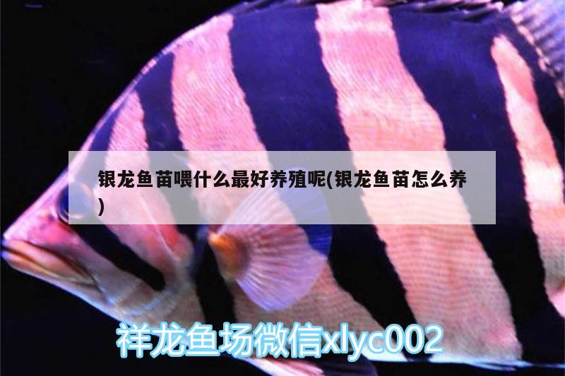 銀龍魚苗喂什么最好養(yǎng)殖呢(銀龍魚苗怎么養(yǎng))