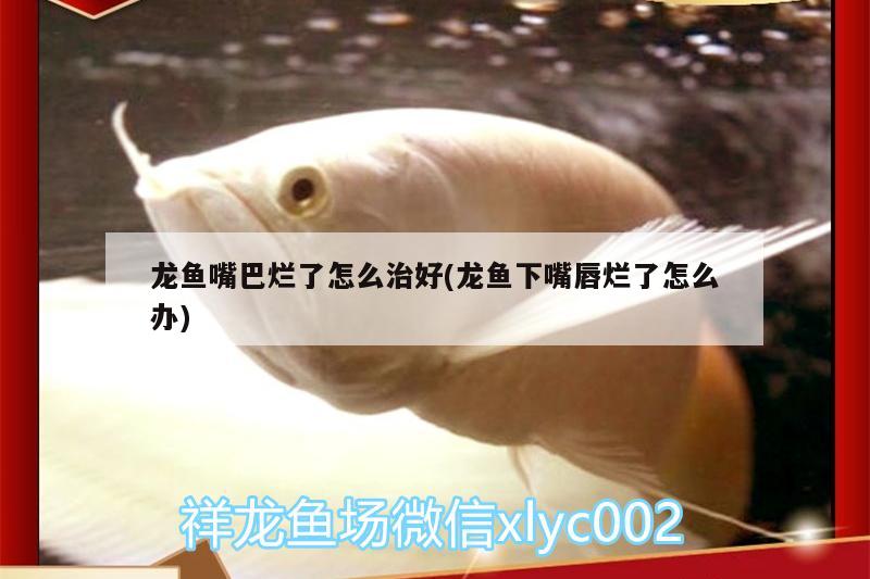 龍魚嘴巴爛了怎么治好(龍魚下嘴唇爛了怎么辦) 印尼虎苗