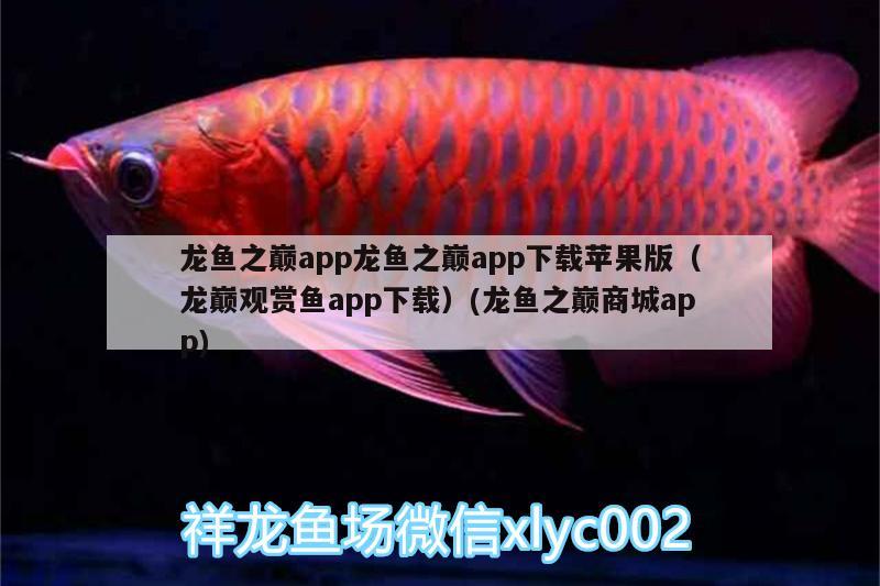 龍魚之巔app龍魚之巔app下載蘋果版（龍巔觀賞魚app下載）(龍魚之巔商城app) 廣州水族批發(fā)市場(chǎng)