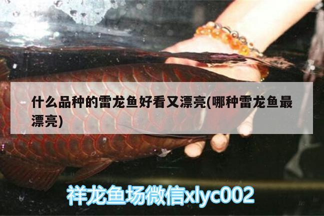 什么品種的雷龍魚(yú)好看又漂亮(哪種雷龍魚(yú)最漂亮) 廣州水族器材濾材批發(fā)市場(chǎng)