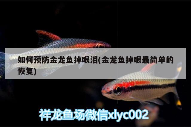 如何預防金龍魚掉眼淚(金龍魚掉眼最簡單的恢復)