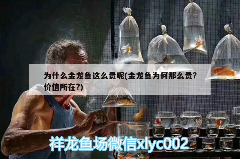 為什么金龍魚這么貴呢(金龍魚為何那么貴?價值所在?)