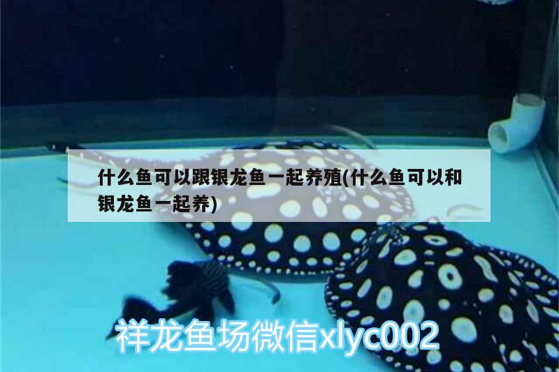 什么魚(yú)可以跟銀龍魚(yú)一起養(yǎng)殖(什么魚(yú)可以和銀龍魚(yú)一起養(yǎng)) 銀龍魚(yú)百科