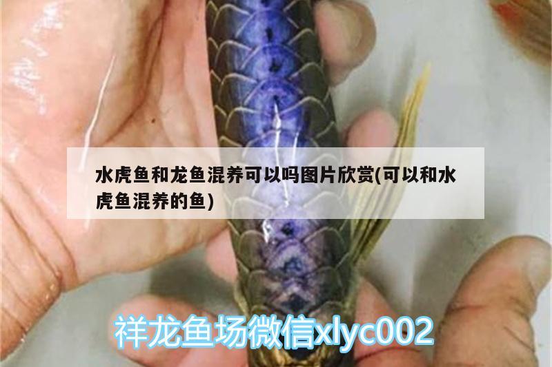 水虎魚和龍魚混養(yǎng)可以嗎圖片欣賞(可以和水虎魚混養(yǎng)的魚) 食人魚（水虎）