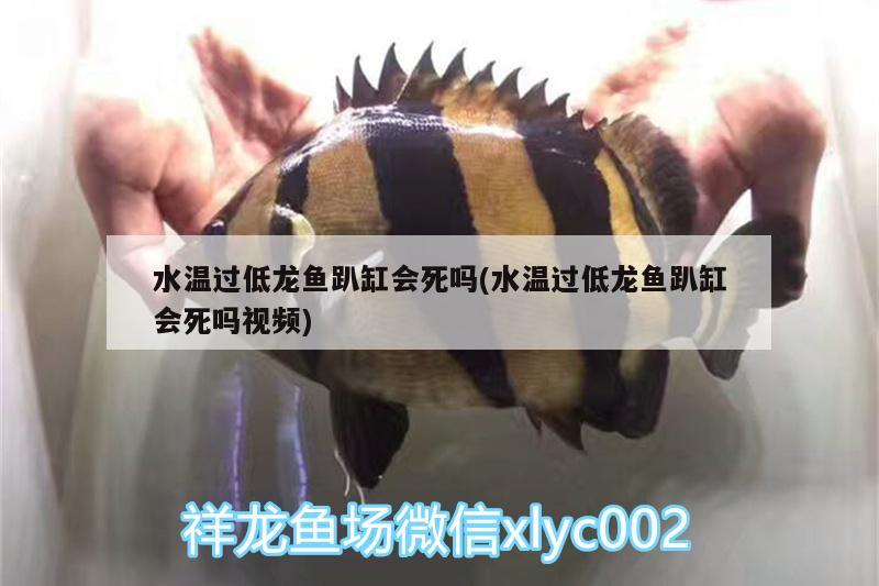 水溫過低龍魚趴缸會死嗎(水溫過低龍魚趴缸會死嗎視頻) 虎魚魚苗