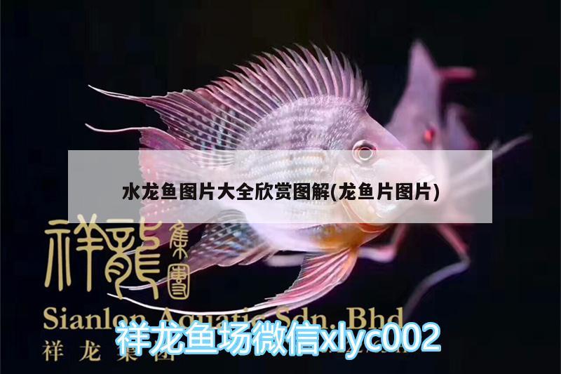 水龍魚圖片大全欣賞圖解(龍魚片圖片) 麥肯斯銀版魚