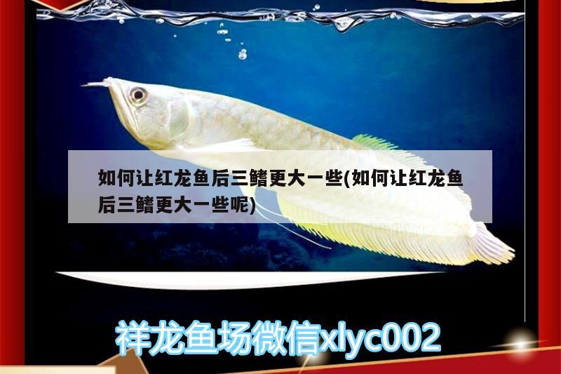 如何讓紅龍魚后三鰭更大一些(如何讓紅龍魚后三鰭更大一些呢) 白子銀龍魚苗 第2張