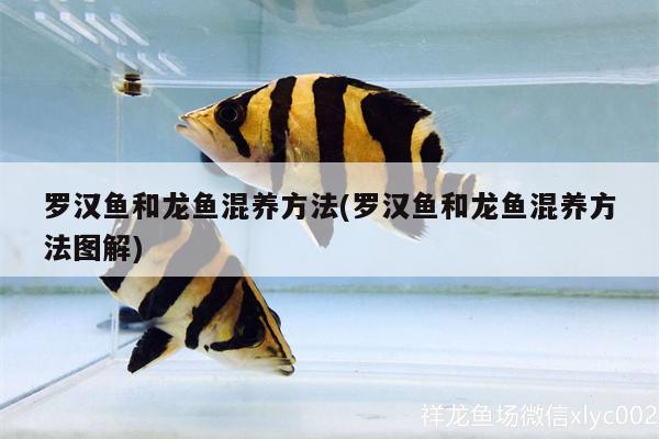 羅漢魚和龍魚混養(yǎng)方法(羅漢魚和龍魚混養(yǎng)方法圖解)