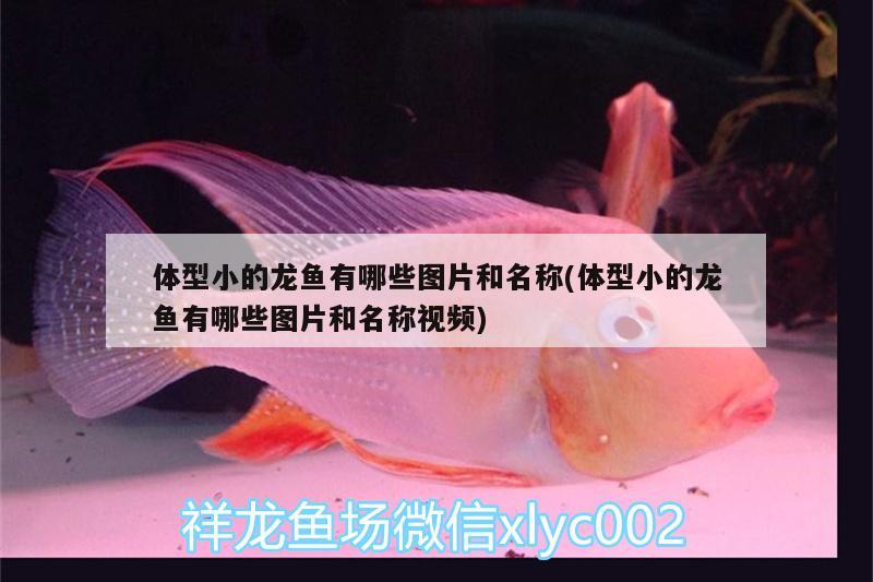 體型小的龍魚有哪些圖片和名稱(體型小的龍魚有哪些圖片和名稱視頻) 月光鴨嘴魚