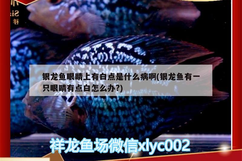 銀龍魚眼睛上有白點是什么病啊(銀龍魚有一只眼睛有點白怎么辦?)