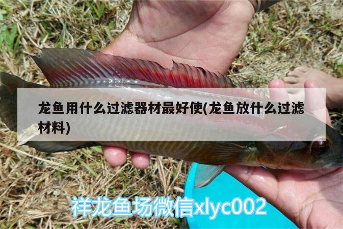 龍魚用什么過濾器材最好使(龍魚放什么過濾材料) 印尼四紋虎