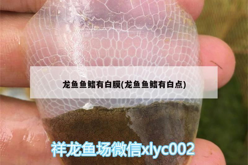 龍魚魚鰭有白膜(龍魚魚鰭有白點) 古典過背金龍魚