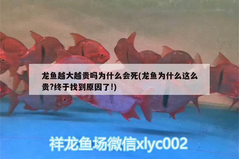 龍魚越大越貴嗎為什么會死(龍魚為什么這么貴?終于找到原因了!) 成吉思汗鯊（球鯊）魚