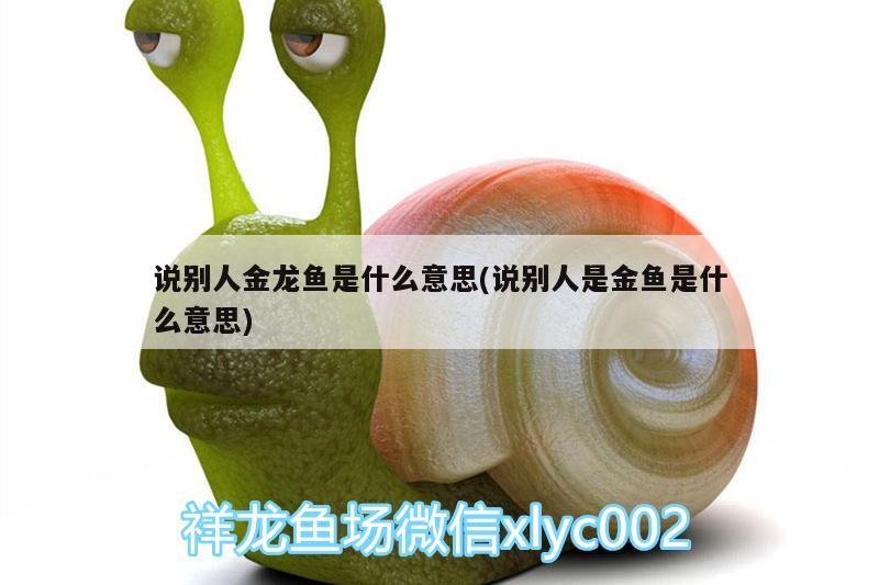 說別人金龍魚是什么意思(說別人是金魚是什么意思)