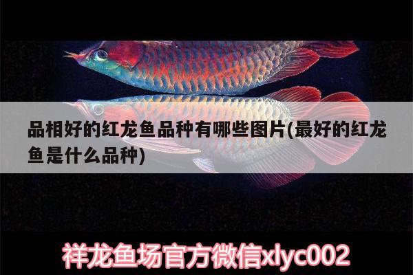 品相好的紅龍魚品種有哪些圖片(最好的紅龍魚是什么品種)