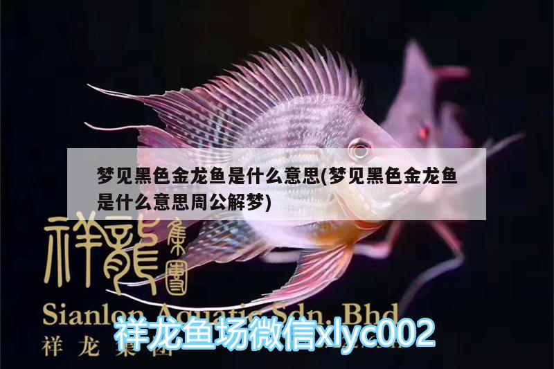 夢見黑色金龍魚是什么意思(夢見黑色金龍魚是什么意思周公解夢) 白化巴西龜（白巴）