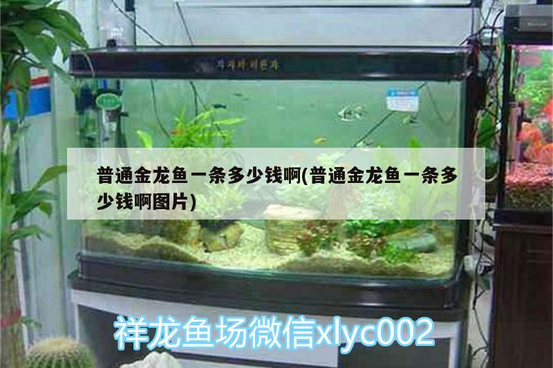 普通金龍魚一條多少錢啊(普通金龍魚一條多少錢啊圖片)