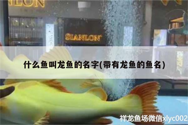 什么魚叫龍魚的名字(帶有龍魚的魚名) 朱巴利魚苗