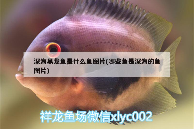 深海黑龍魚是什么魚圖片(哪些魚是深海的魚圖片) 廣州水族批發(fā)市場(chǎng)