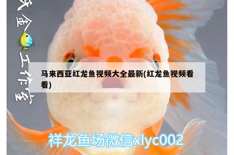 馬來西亞紅龍魚視頻大全最新(紅龍魚視頻看看)