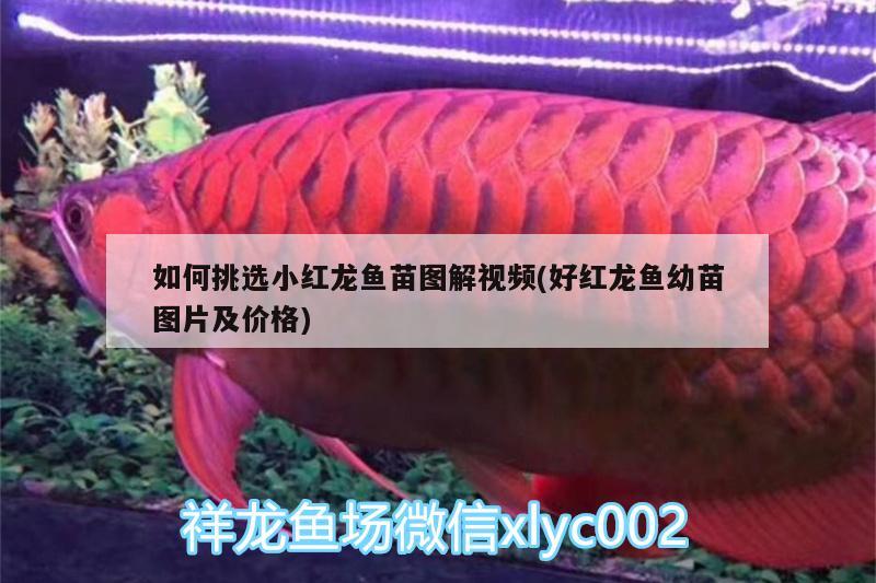 如何挑選小紅龍魚苗圖解視頻(好紅龍魚幼苗圖片及價格) 祥龍水族濾材/器材