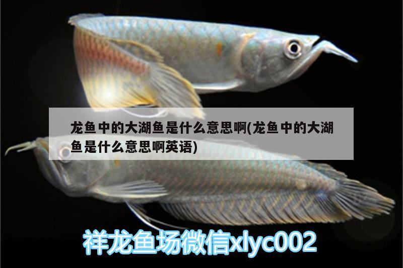 龍魚中的大湖魚是什么意思啊(龍魚中的大湖魚是什么意思啊英語) 胭脂孔雀龍魚