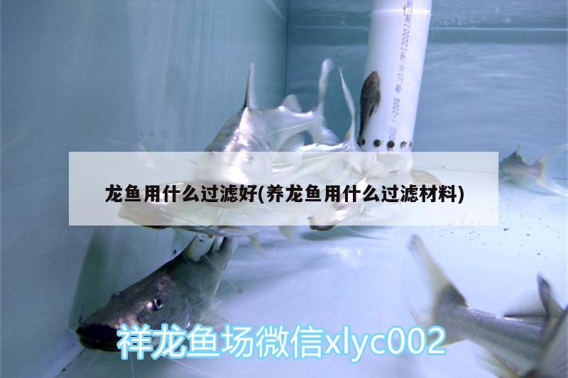 龍魚用什么過濾好(養(yǎng)龍魚用什么過濾材料) 高背金龍魚