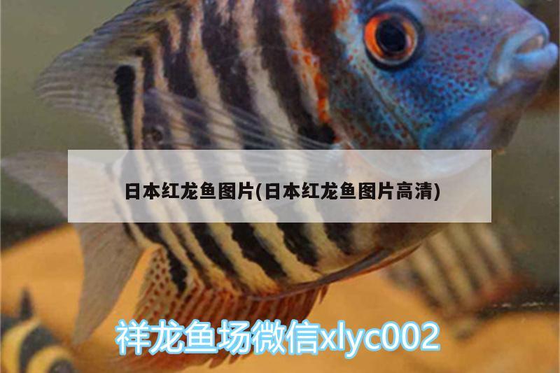 日本紅龍魚圖片(日本紅龍魚圖片高清)