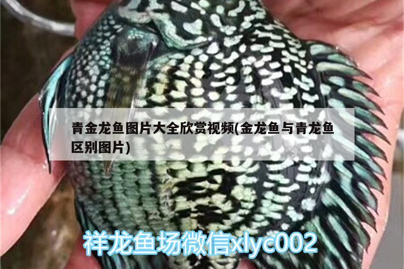 青金龍魚圖片大全欣賞視頻(金龍魚與青龍魚區(qū)別圖片)