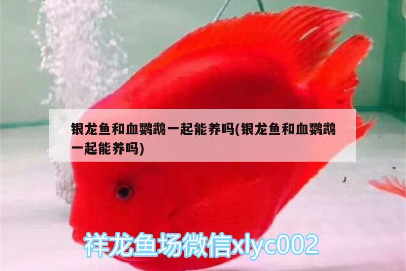 銀龍魚和血鸚鵡一起能養(yǎng)嗎(銀龍魚和血鸚鵡一起能養(yǎng)嗎)