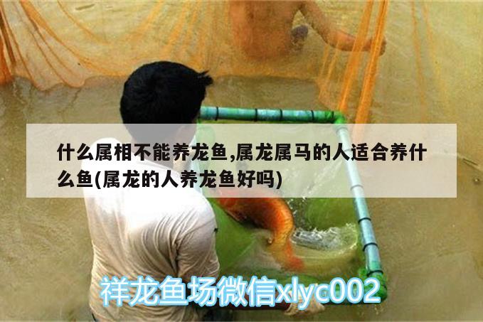 什么屬相不能養(yǎng)龍魚(yú),屬龍屬馬的人適合養(yǎng)什么魚(yú)(屬龍的人養(yǎng)龍魚(yú)好嗎)