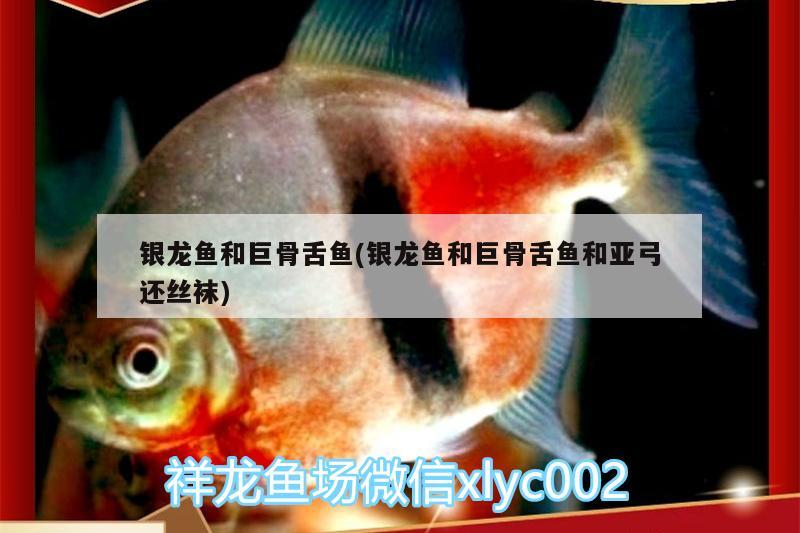 銀龍魚和巨骨舌魚(銀龍魚和巨骨舌魚和亞弓還絲襪)