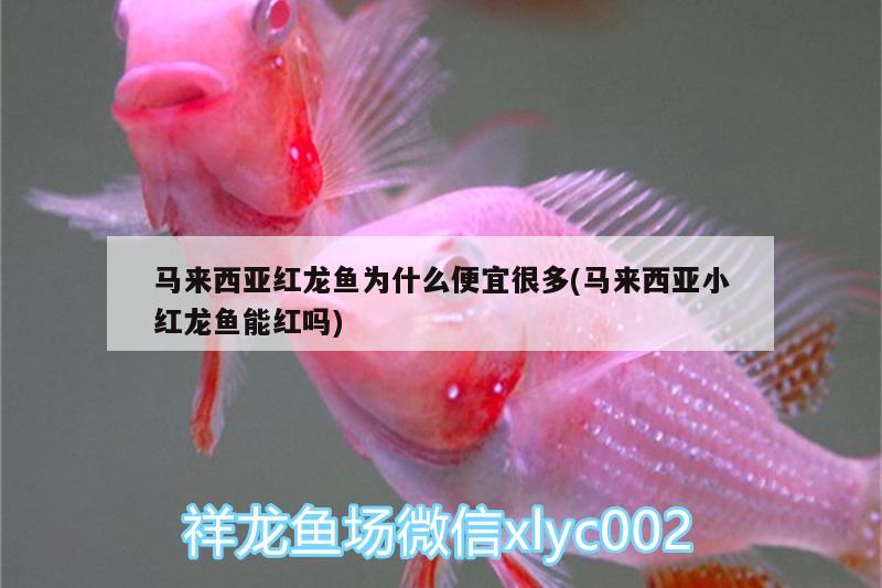 馬來西亞紅龍魚為什么便宜很多(馬來西亞小紅龍魚能紅嗎) 龍魚芯片掃碼器