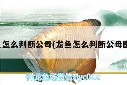 龍魚怎么判斷公母(龍魚怎么判斷公母圖解)