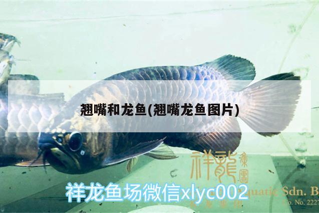 翹嘴和龍魚(翹嘴龍魚圖片) 藍(lán)帆三間魚