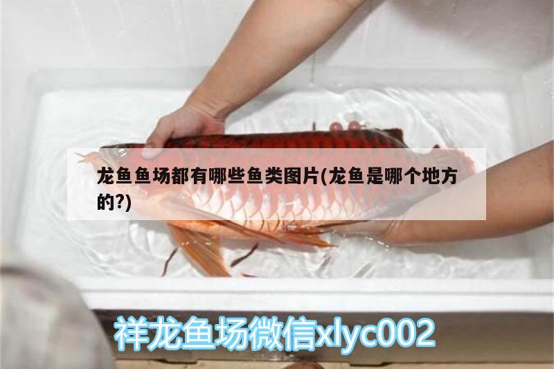 龍魚魚場都有哪些魚類圖片(龍魚是哪個地方的?) 二氧化碳設(shè)備