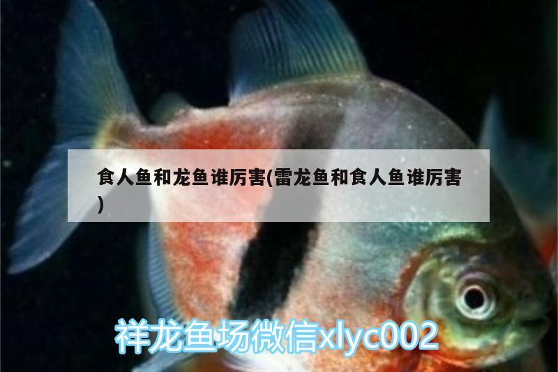 食人魚和龍魚誰厲害(雷龍魚和食人魚誰厲害) 食人魚（水虎）