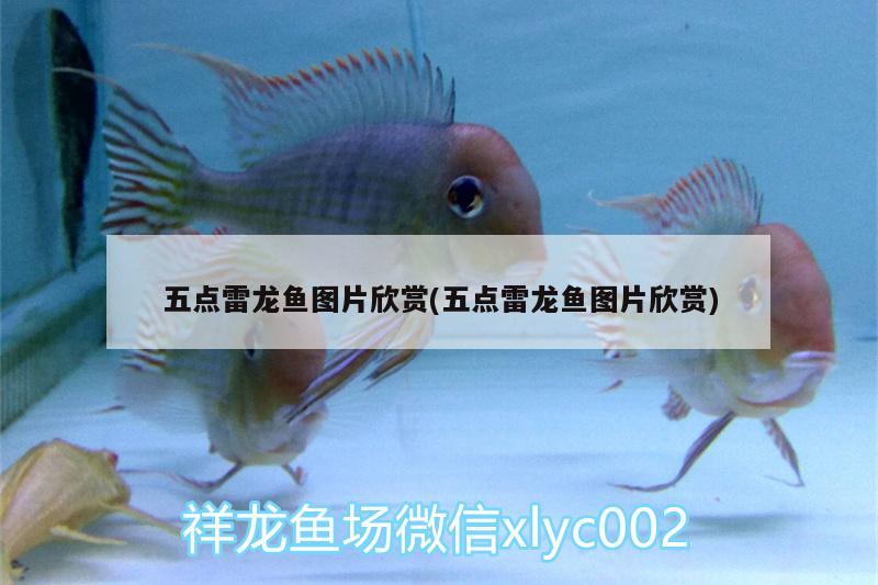 五點雷龍魚圖片欣賞(五點雷龍魚圖片欣賞) 非洲象鼻魚