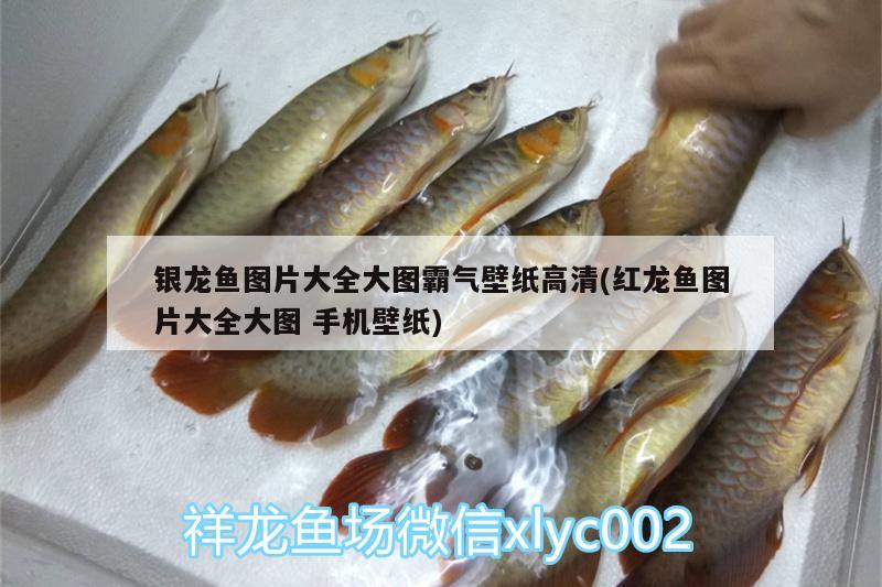 銀龍魚圖片大全大圖霸氣壁紙高清(紅龍魚圖片大全大圖手機(jī)壁紙)