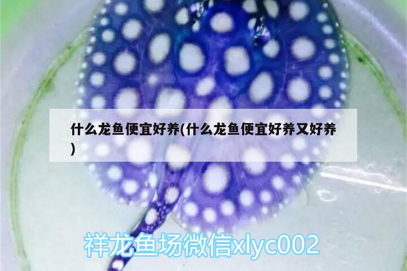 什么龍魚便宜好養(yǎng)(什么龍魚便宜好養(yǎng)又好養(yǎng)) 白子黃化銀龍魚