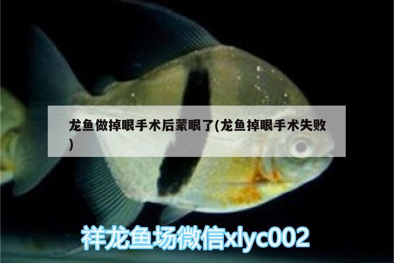 龍魚做掉眼手術(shù)后蒙眼了(龍魚掉眼手術(shù)失敗)