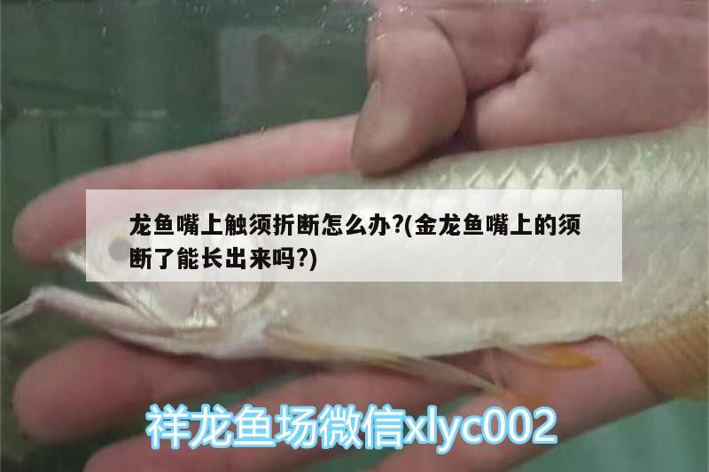 龍魚嘴上觸須折斷怎么辦?(金龍魚嘴上的須斷了能長出來嗎?) 新加坡號半紅龍魚（練手級紅龍魚）