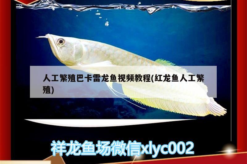 人工繁殖巴卡雷龍魚視頻教程(紅龍魚人工繁殖) 巴卡雷龍魚