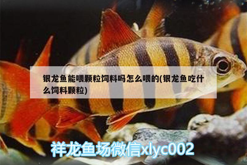 銀龍魚能喂顆粒飼料嗎怎么喂的(銀龍魚吃什么飼料顆粒)