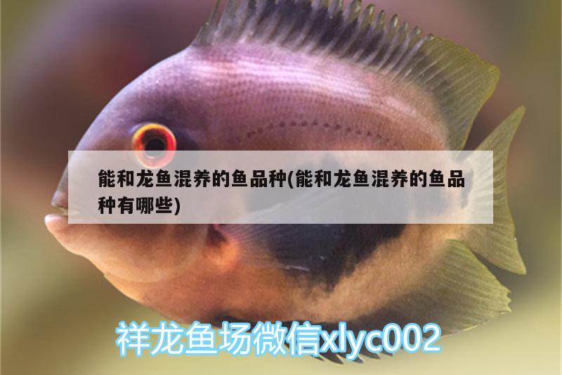 能和龍魚(yú)混養(yǎng)的魚(yú)品種(能和龍魚(yú)混養(yǎng)的魚(yú)品種有哪些)