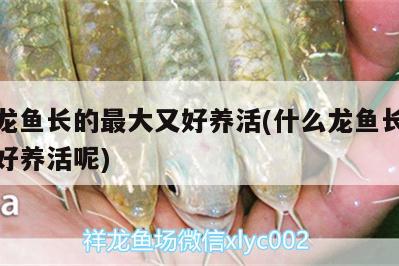 什么龍魚長(zhǎng)的最大又好養(yǎng)活(什么龍魚長(zhǎng)的最大又好養(yǎng)活呢)